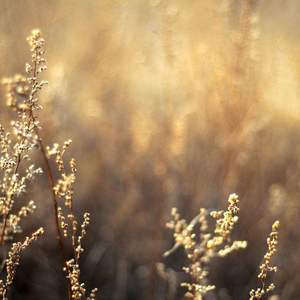 中文字幕第35页
